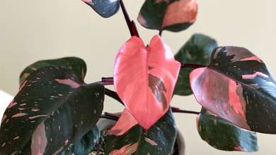 Pink Princess Philodendron