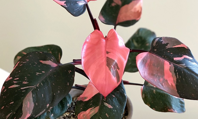 Pink Princess Philodendron