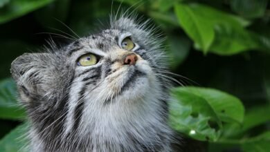 pallas cat