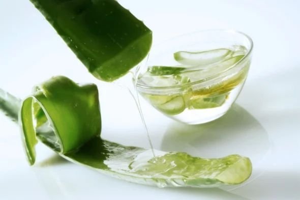 Aloe Vera Has Many Health Benefits